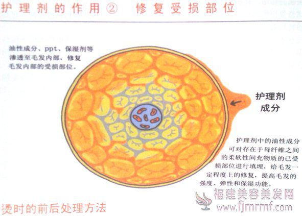 护(hù)理剂的作用2-修复受损(sǔn)部位 护理剂的作用2-修(xiū)复受(shòu)损(sǔn)部(bù)位