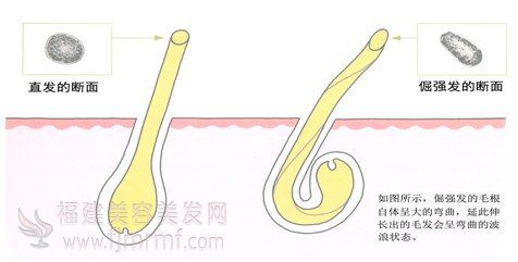 直发(fā)和倔强发-发质与毛(máo)发受损之间的关系 直发和倔(juè)强发-发质与毛发受损(sǔn)之(zhī)间的关系